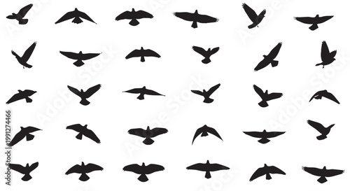 Vector illustration of multiple flying bird silhouettes in various positions and angles