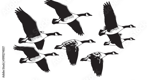 Vector illustration of geese flying in formation black and white design