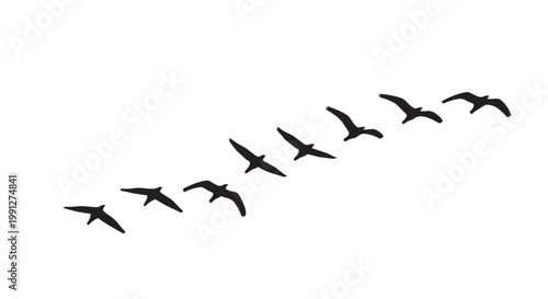 Vector illustration of birds flying in formation on white background