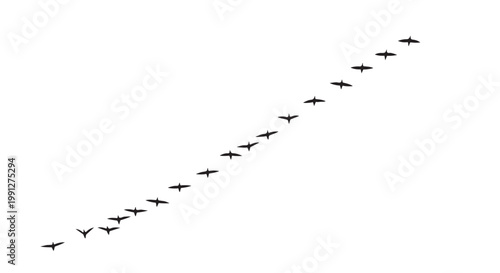 Flock of birds flying in formation vector illustration graphic design