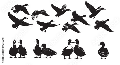 Vector illustration of ducks in various poses and flying formations in black silhouettes on white background for design and graphic use