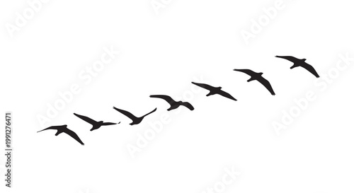 Vector illustration of birds flying in formation on white background