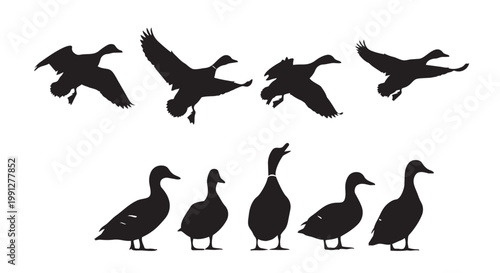 Vector illustration of black duck silhouettes in various poses and flying