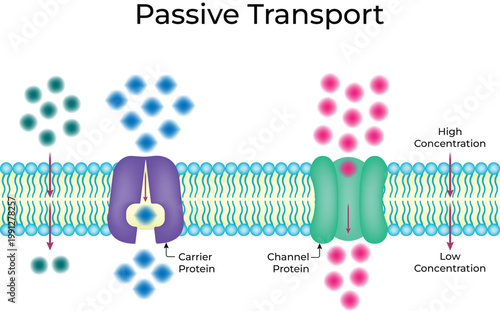Passive Transport Diagram Vector Illustration