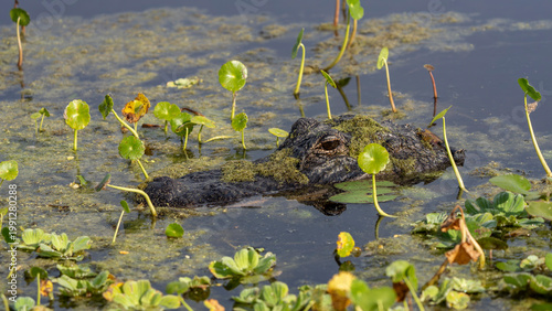 Fotografi alligator