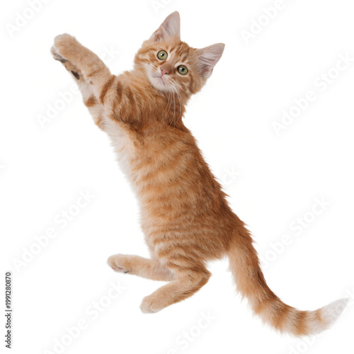 Playful Orange Kitten Jumping with Paws Up Isolated on White on transparent background
