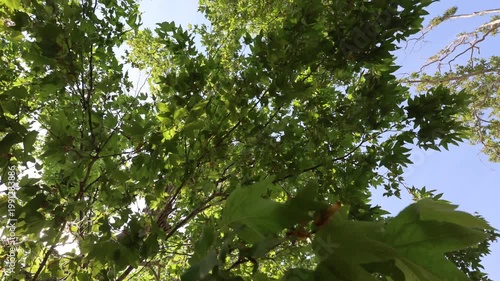 Tree Spinning While Looking Up