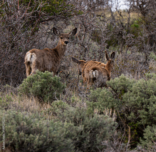 Mule Deer, doe with fawns