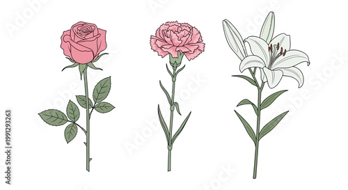 Set of hand drawn sketch style pink rose carnation and white lily flowers.