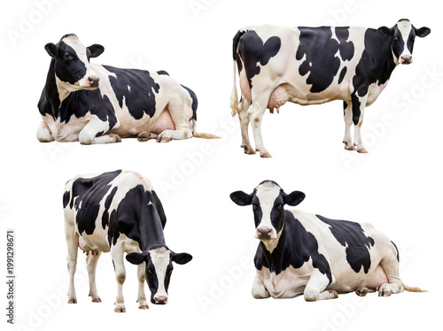 Tableau sur toile Assortment of Holstein dairy cattle in various natural postures, presented clearly on a transparent background