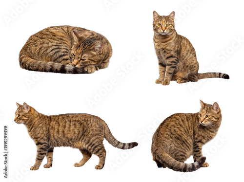 Foto Four different poses of a beautiful domestic brown tabby cat, isolated on a transparent background