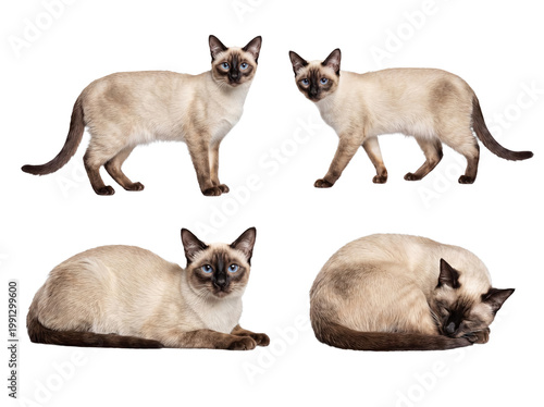 Foto Multiple endearing poses of a beautiful Siamese cat, showcasing its graceful form and distinctive blue eyes