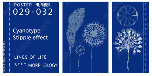 Cyanotype botanical prints displaying seed morphology and stipple effects
