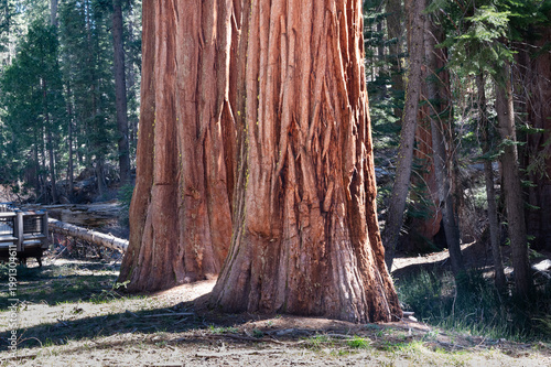 Fotografie Two giant sequoia trees in Mariposa Grove, Yosemite National Park