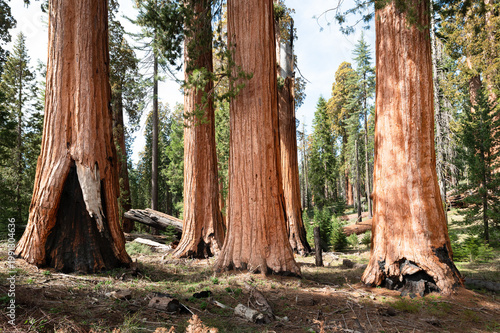 A group of giant sequoia trees in Mariposa Grove, Yosemite National Park