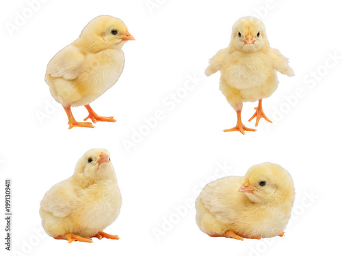 Tableau sur toile Vibrant collection of four adorable fluffy yellow baby chicks, isolated on transparent background, spring theme