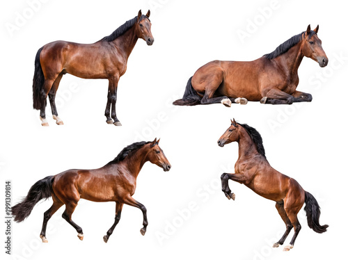 Εκτύπωση καμβά Beautiful photograph featuring four magnificent brown horses showcasing various dynamic actions