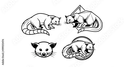 Detailed Vector Illustration of Cuscus Animals in Various Poses.