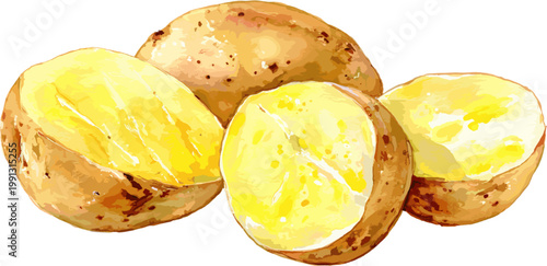 Set of halved and whole watercolor potatoes on a white background, Hand drawn style vector illustration