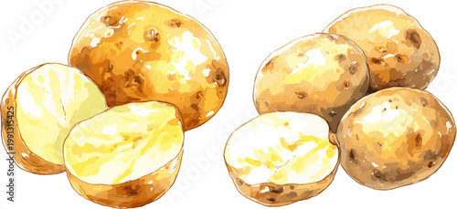 2 Set of watercolor potatoes, halved and whole on a white background, in clip art style