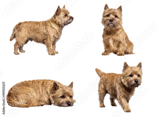 Photos Adorable Cairn Terrier dog captured in various poses, showcasing its playful and alert nature