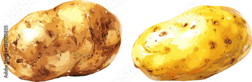 2 Watercolor potatoes in different colors on a white background