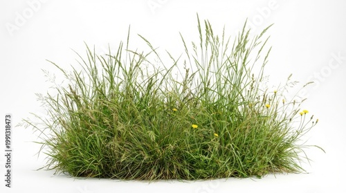 Lush green grass clump with yellow wildflowers isolated on white background