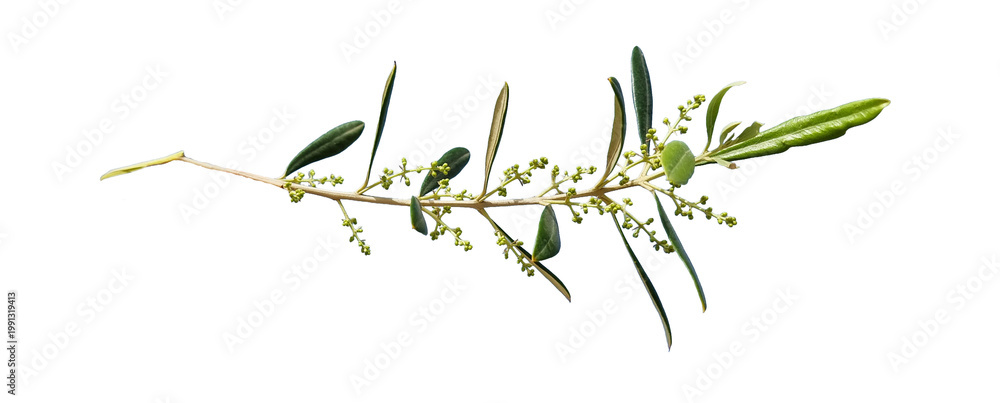 Obraz premium olive tree twing with flowers and baby olives isolated for background