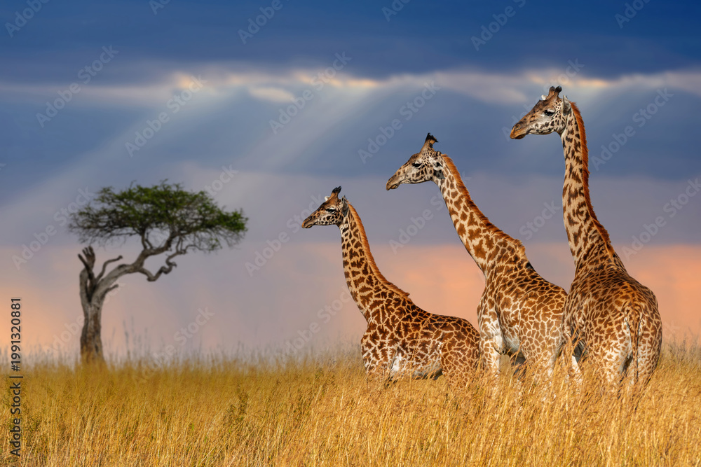 Fototapeta premium Three giraffe in National park of Kenya