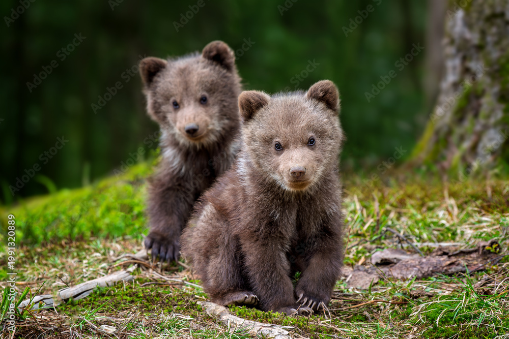 Fototapeta premium Two young brown bear cub in the forest