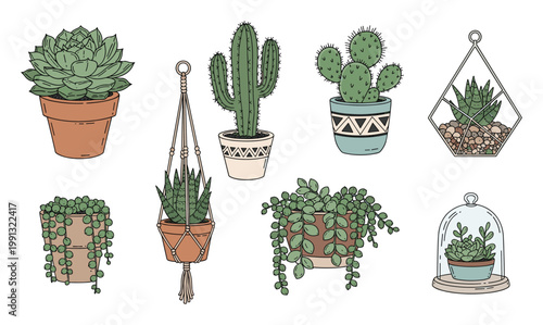 Assortment of potted succulent and cactus plants for home decoration and botanical themed projects