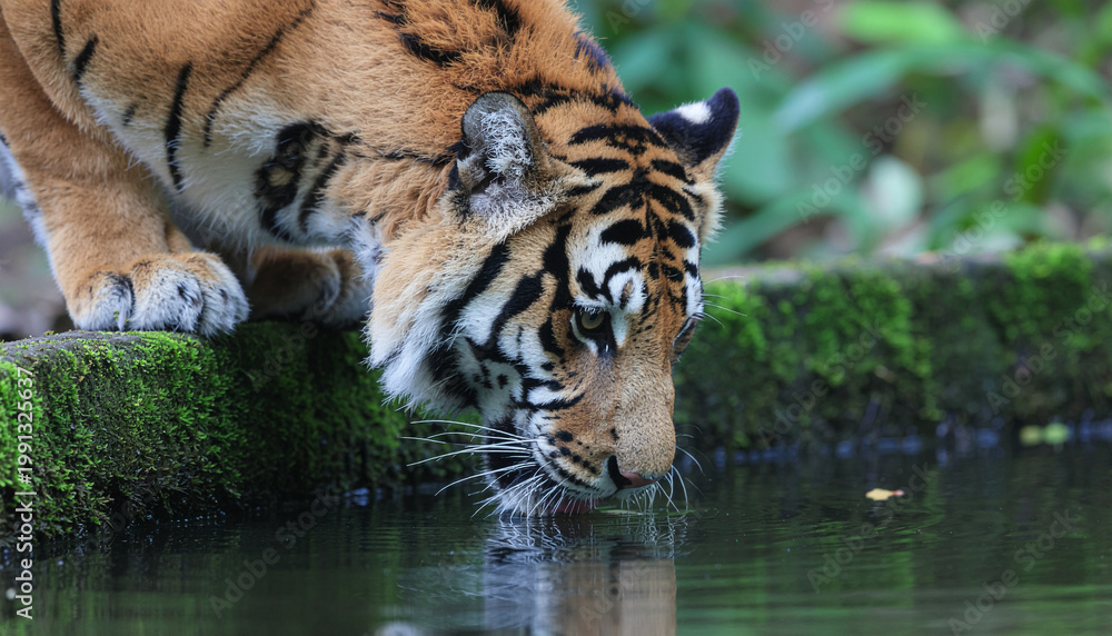 Fototapeta premium Large wild tiger bending down to drink water from a natural pond in a lush jungle