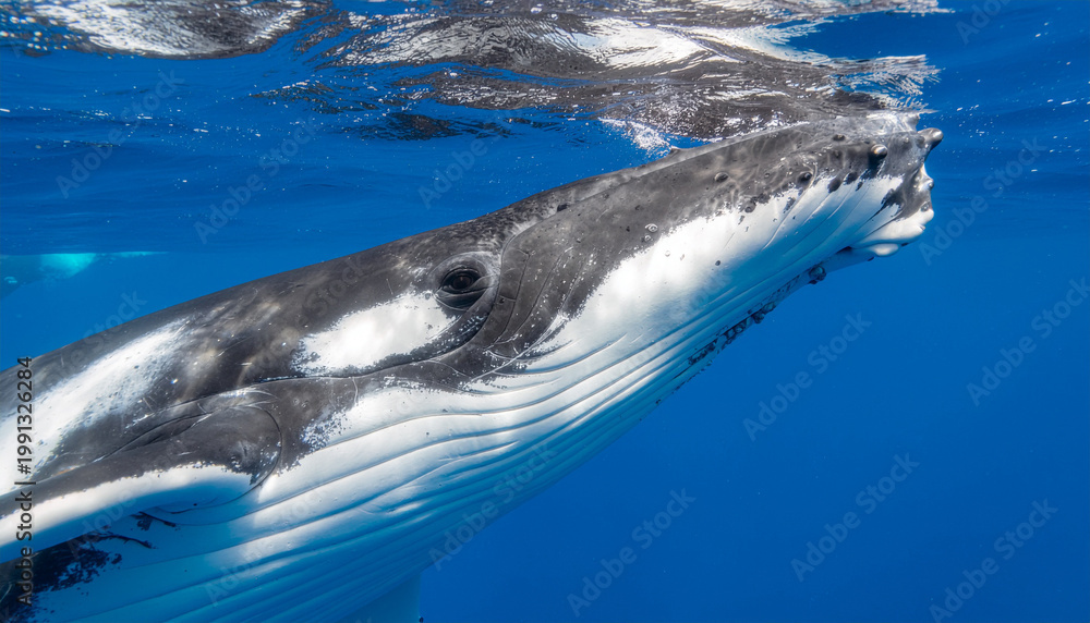 Fototapeta premium Large humpback whale swimming gracefully underwater in deep blue ocean