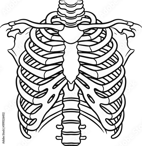 Human Rib Cage Outline