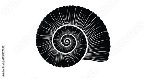 A black and white drawing of a nautilus shell