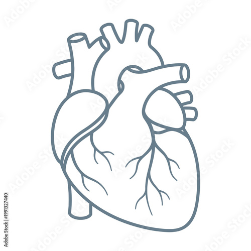 Human heart anatomy drawing medical illustration