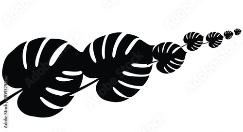 A black silhouette of a monstera leaf vine