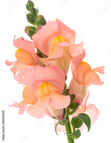 A close-up of a peach-colored flower with green stem
