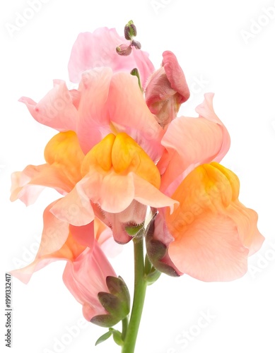 A close-up of a vibrant flower with delicate petals