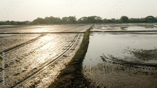 Golden Sunset Reflection on Muddy Rice Field in Thailand Countryside