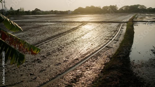 Scenic View of Prepared Rice Fields at Sunset with Golden Hour Light Reflection in the Rural Countryside