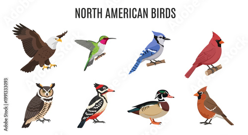 North American Birds Collection Illustration.