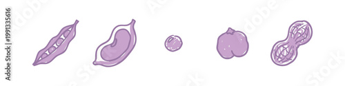 Collection of hand-drawn illustrations of legumes and beans
