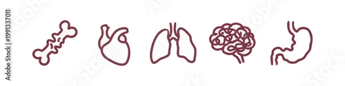 Human Anatomy and Internal Organs Icons Hand Drawn Set