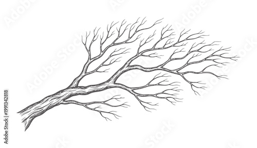 Stylized bare tree branches reaching outwards white winter skeletal