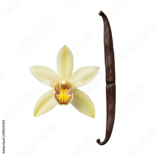a single pristine vanilla orchid flower beside a dark chocolate brown vanilla bean, ultra-realistic macro, top-down on transparent background, shadowless studio light. concept of premium natural