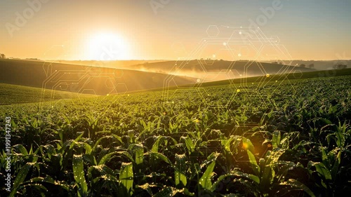 Vibrant green field at sunrise with digital hexagonal and circuit patterns overlay natural landscape technology concept