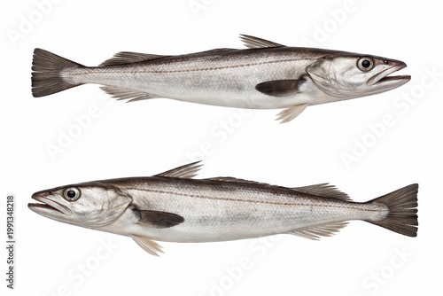 Two hakes fish isolated on white background