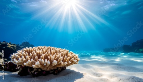 Underwater Scene with Coral Reef and Sunlight
