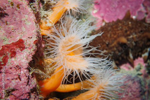 Bilde på lerret Cluster of Habrosanthus bathamae sea anemones with translucent white tentacles a